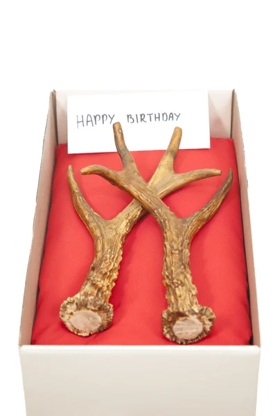 Antlers in box — Stock Photo, Image
