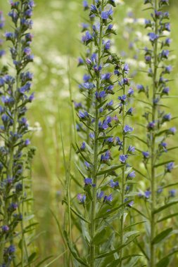 Echium vulgare