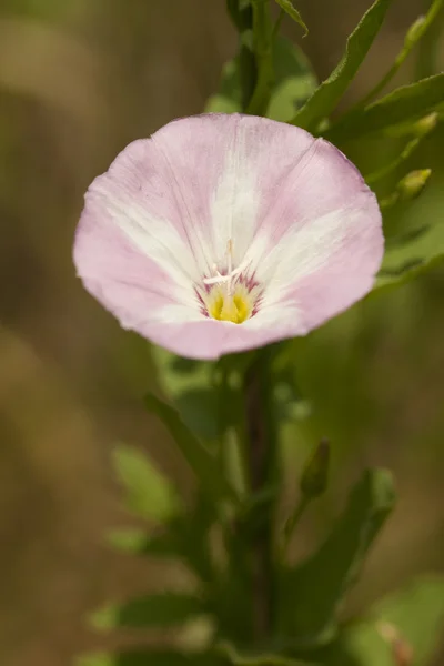 Bindweed flower — Stock Photo, Image