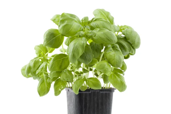 stock image Fresh basil