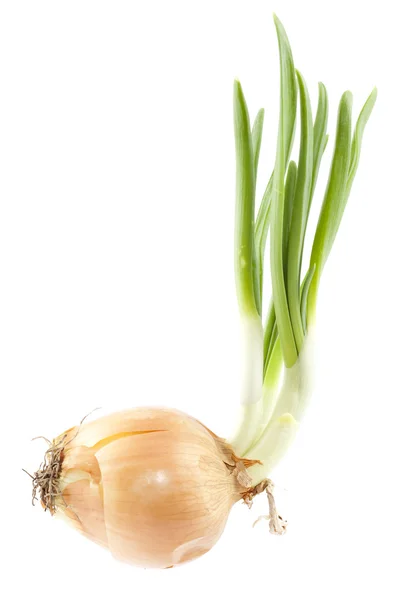 Chives with onion — Stock Photo, Image