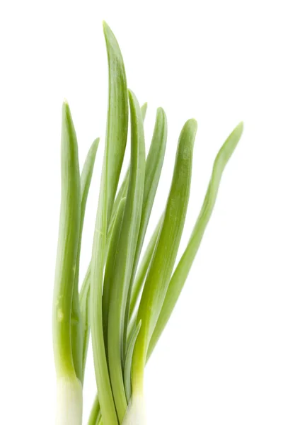 Зелений лук — стокове фото