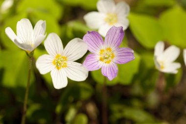 Oxalis acetosella