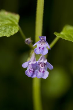 Glechoma hederacea clipart