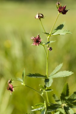 Comarum palustre