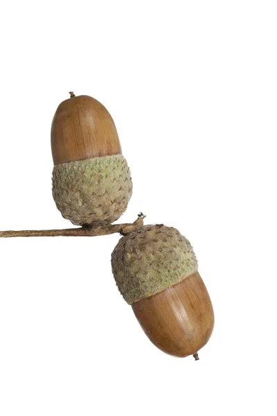 Branch acorn — Stock Photo, Image