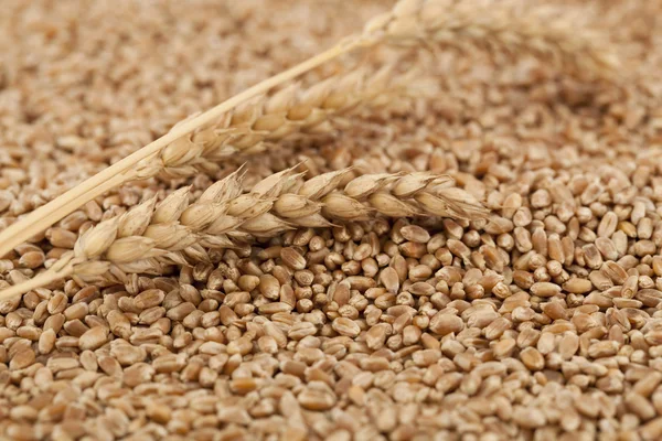 Сухая пшеница — стоковое фото