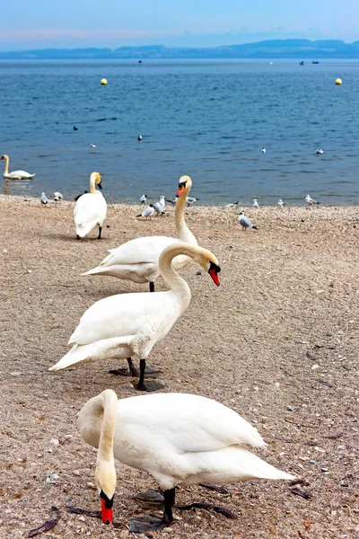 stock image Swans on Lake Geneva.