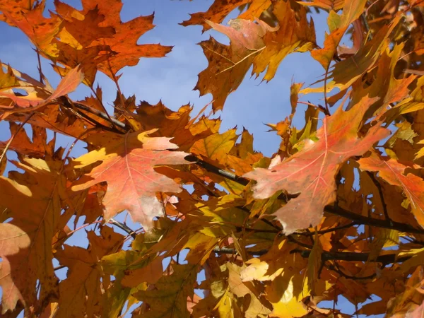 Fall Leave's close up — Stock Photo, Image