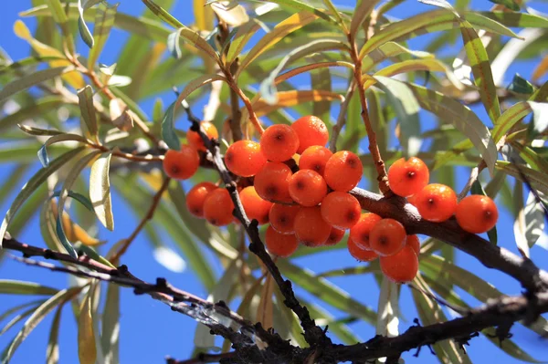 Branches of sea buckthorn with juicy berries (also known as Hippophae rhamnoides or Sallow Thorn) — Stock Photo, Image