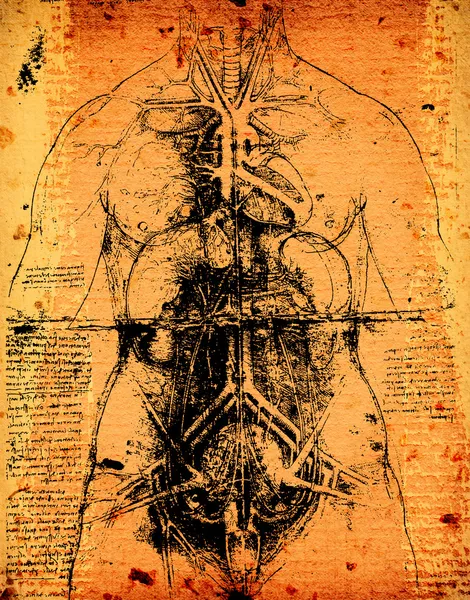 Arta anatomiei — Fotografie, imagine de stoc