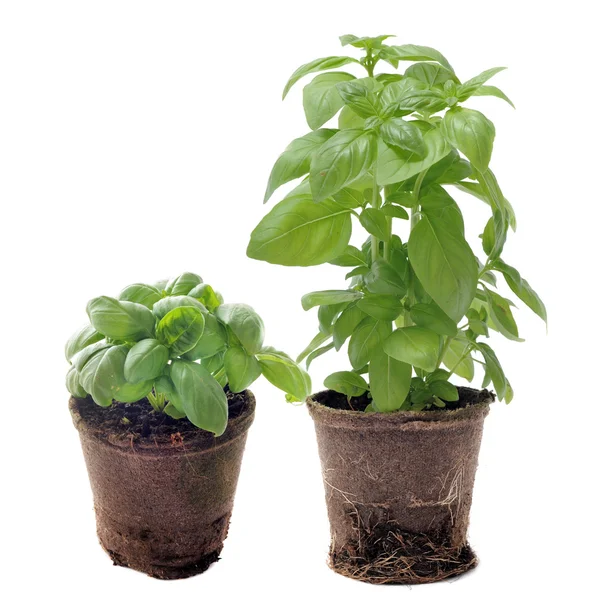Basil in pots isolated — Stock Photo, Image