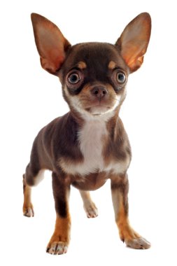 köpek chihuahua