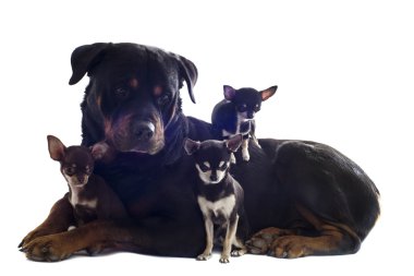 Rottweiler ve üç chihuahuas