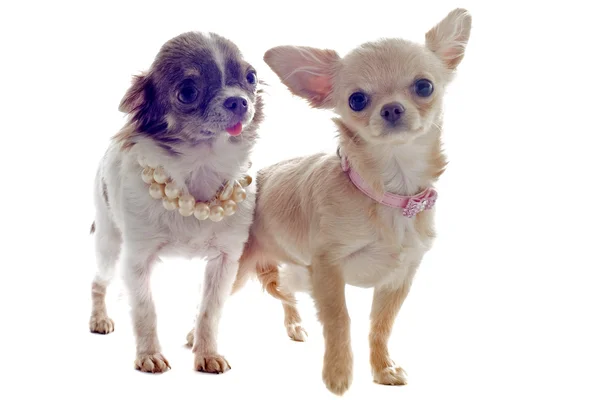 Puppies chihuahua — Stock Photo, Image
