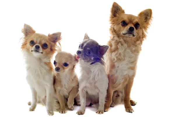 Cztery Chihuahua — Zdjęcie stockowe