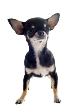 köpek chihuahua