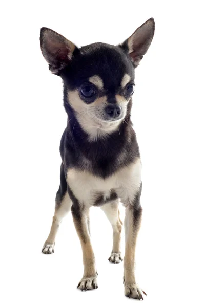 Chiot Chihuahua — Photo