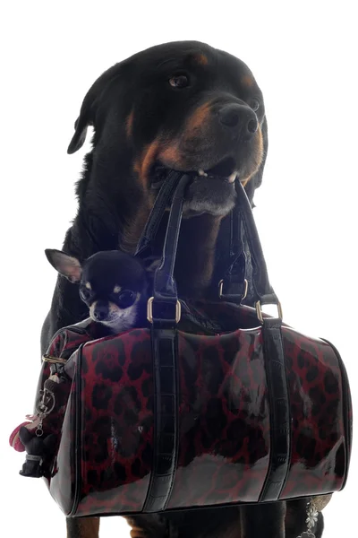 Rottweiler i szczeniak chihuahua — Zdjęcie stockowe