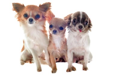 Üç chihuahuas