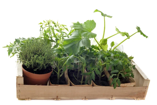 Mudas de vegetais em uma caixa — Fotografia de Stock