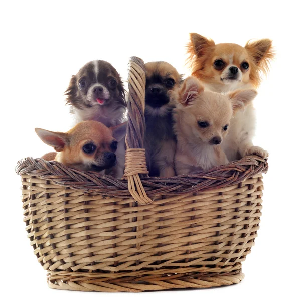 Cinco chihuahuas — Foto de Stock