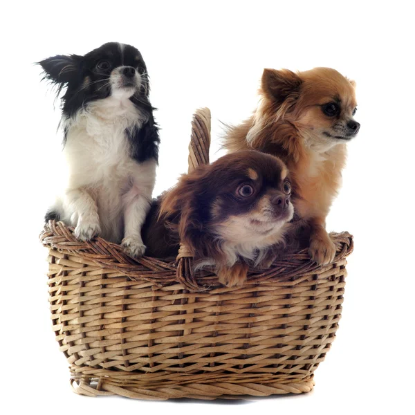 Chihuahuas in basket — стокове фото