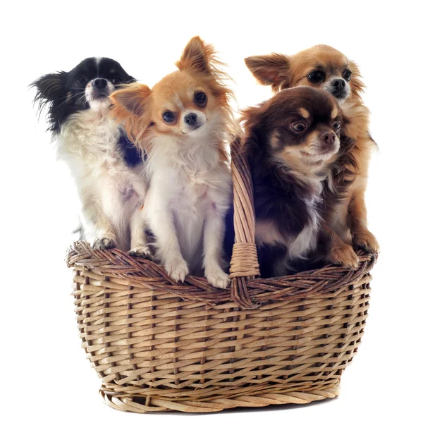 Chihuahuas i korg — Stockfoto