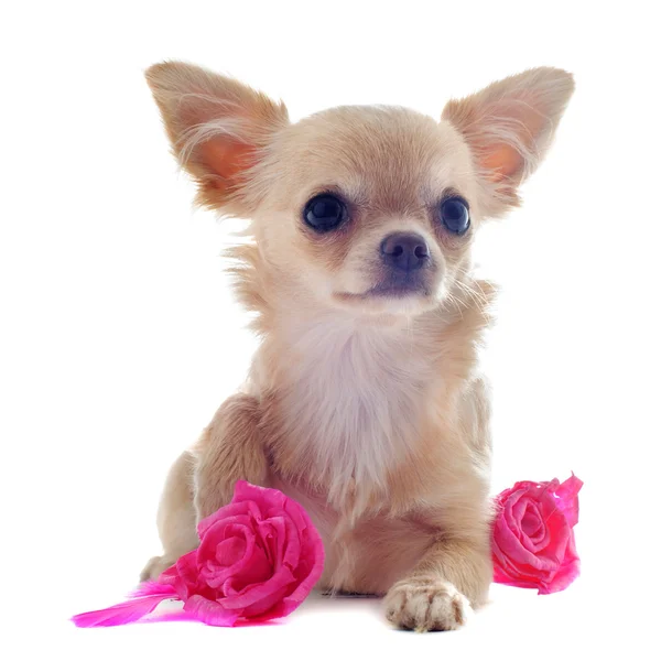 Chihuahua filhote de cachorro e flor — Fotografia de Stock