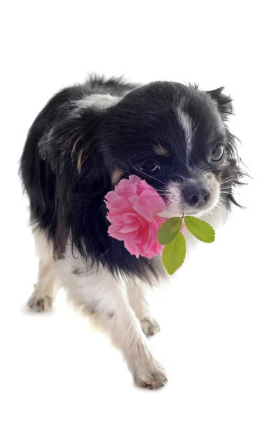 Chihuahua e fiore — Foto Stock