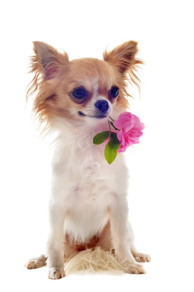 Puppy chihuahua and flower — Stock Photo, Image