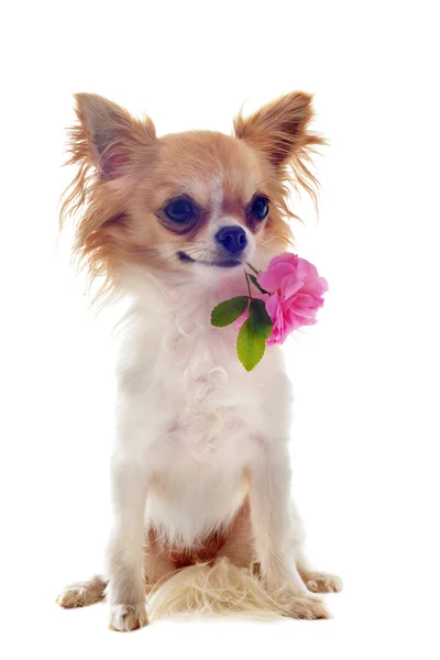 Chihuahua filhote de cachorro e flor — Fotografia de Stock