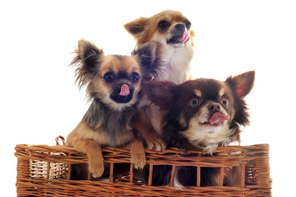 Chihuahuas hambrientos —  Fotos de Stock