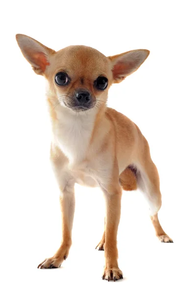 Chihuahua cheveux courts — Photo