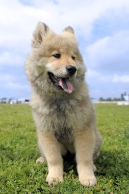 eurasier köpek