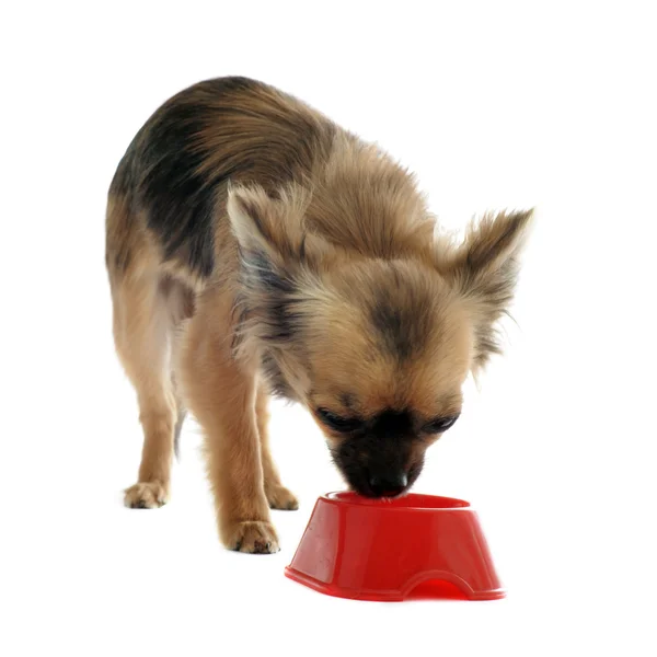 Chihuahua filhote de cachorro e tigela de comida — Fotografia de Stock