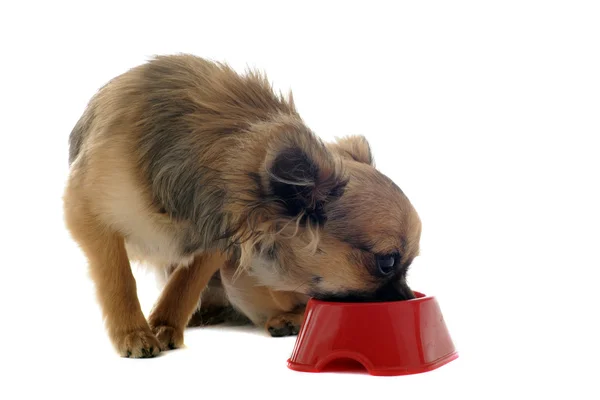 Chihuahua filhote de cachorro e tigela de comida — Fotografia de Stock