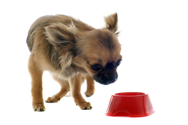 Puppy chihuahua and food bowl