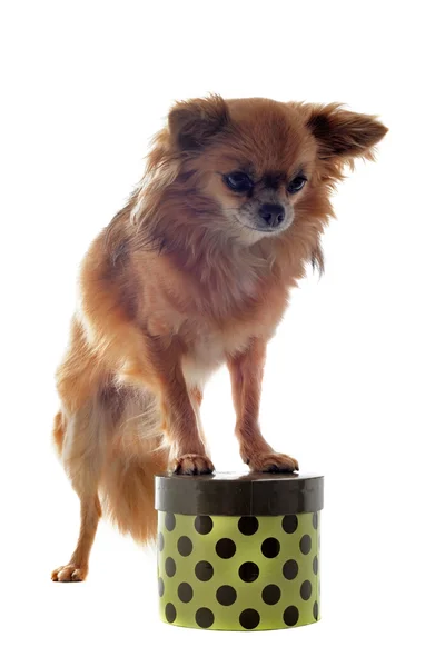 Chihuahua e caixa — Fotografia de Stock