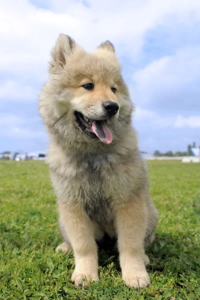 Eurasier puppy — Stock Photo, Image