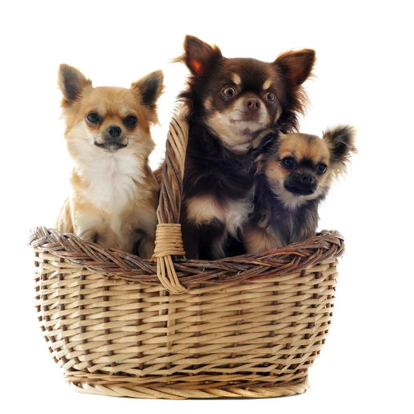 Drie chihuahua in een mand — Stockfoto