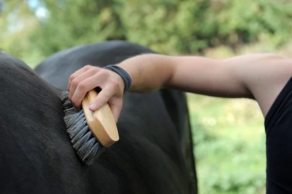 Чистить лошадь — стоковое фото