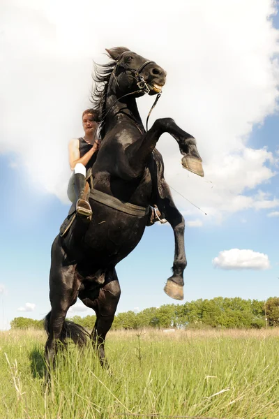 Steigerend paard — Stockfoto