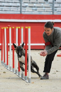 Terriër van de stier in flexibiliteit