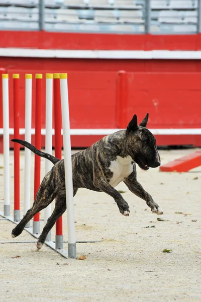 Bull terrier em agilidade — Fotografia de Stock