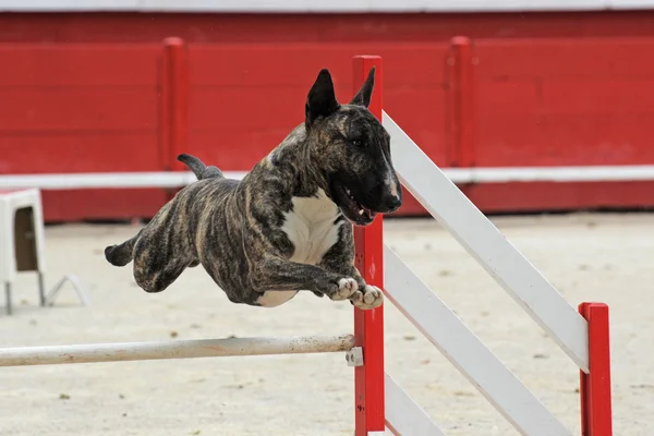 Bull terrier w agility — Zdjęcie stockowe