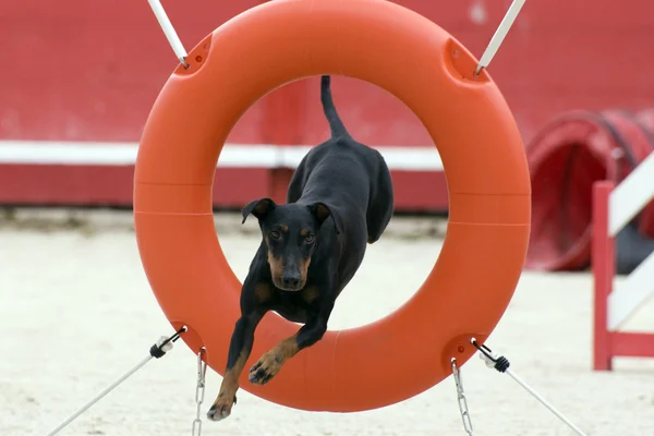 Manchester terrier w agility — Zdjęcie stockowe