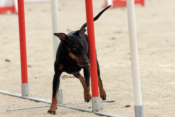 Manchester Terrier in agility — Stock Photo, Image