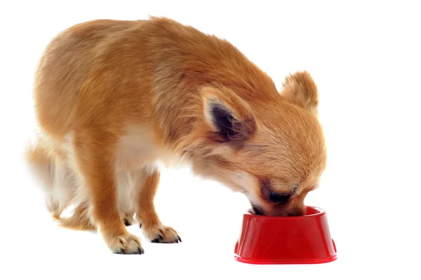 Kiskutya chihuahua és az élelmiszer-tál — Stock Fotó