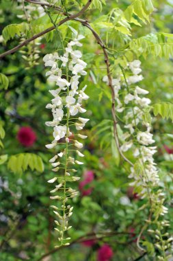 Beyaz wisteria çiçekler